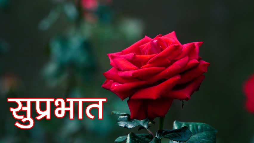 Full HD Wife Red Rose Suprabhat Pics Pictures Download
