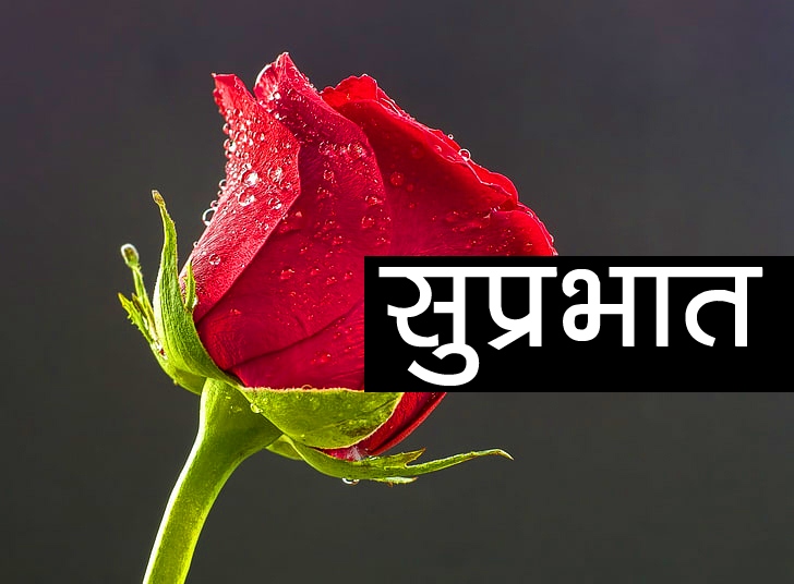 Red Rose Suprabhat Pictures Download Free