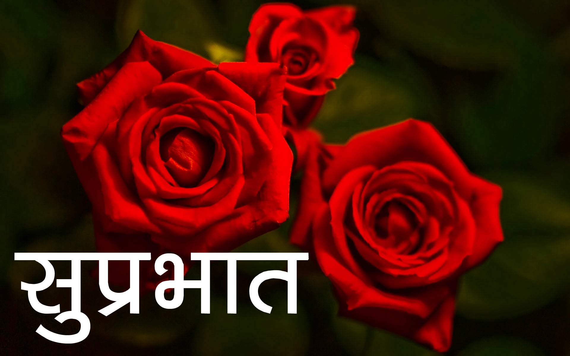 Red Rose Suprabhat Images Pics HD Download 