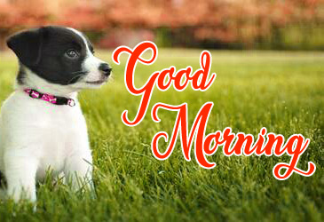 Very Beautiful Good Morning Images Cute Puppy 