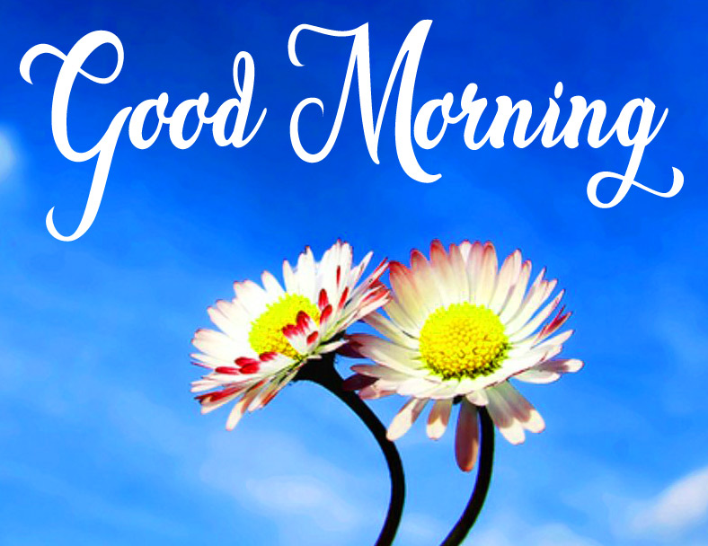 Flower High Quality Good Morning Pics Download 