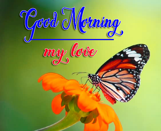 Butterfly Best Friend Good Morning Pics Download 