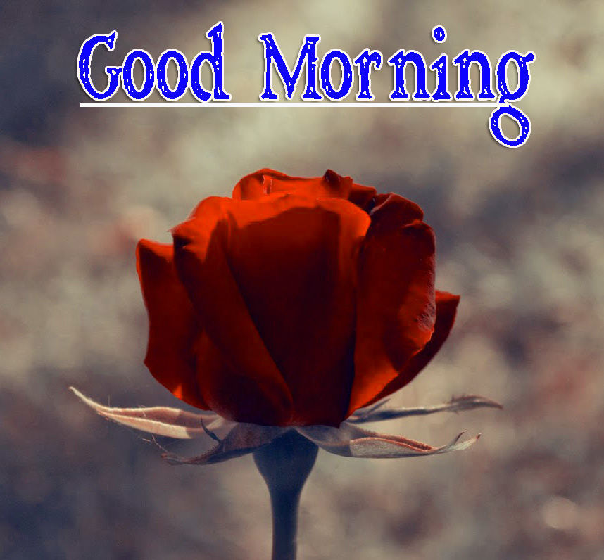 Rose Free Special Friend Good Morning Images Download 