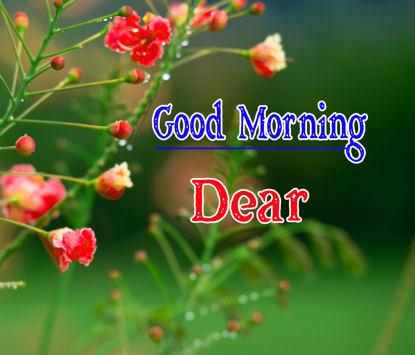 Special Friend Good Morning Wallpaper Free Download 