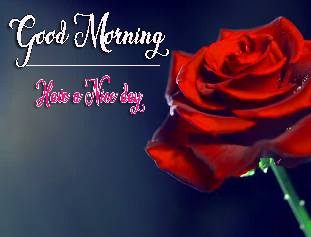 Red Rose Best Friend Good Morning Pics Pictures Download 