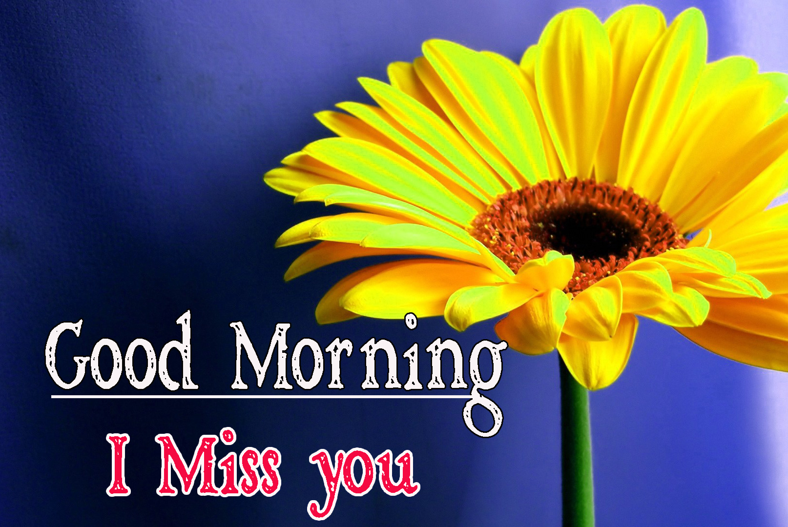 Special Friend Good Morning Wallpaper Download 
