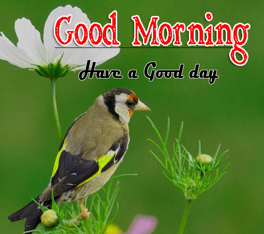 Full HD Special Friend Good Morning Wallpaper Free Download 