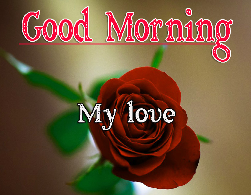 Full HD Special Friend Good Morning Wallpaper With Red Rose