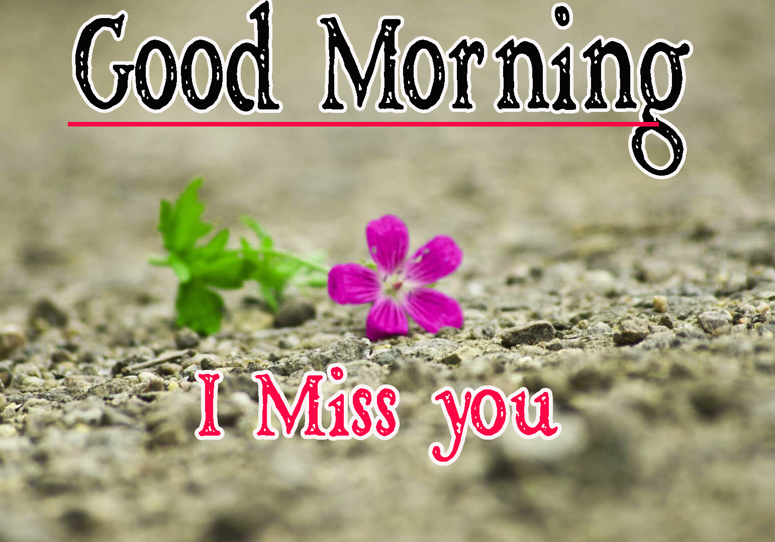 Full HD Special Friend Good Morning Photo Free Download 