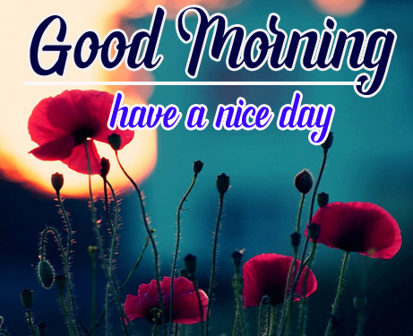 Free Good Morning Pictures Wallpaper Download 