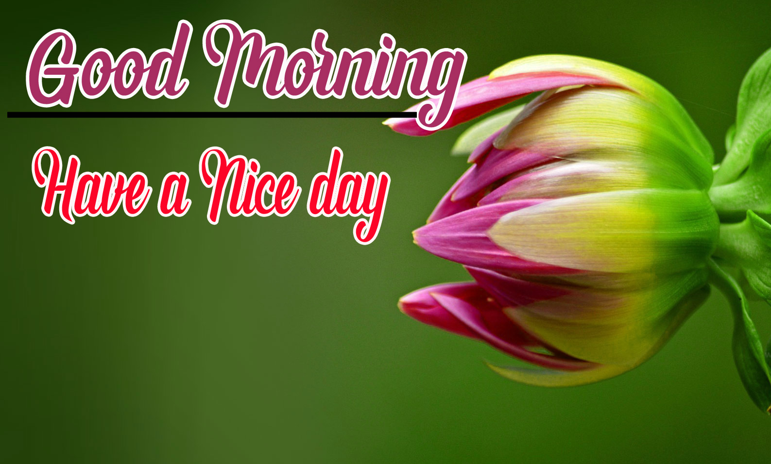 Free Good Morning Pictures Wishes 