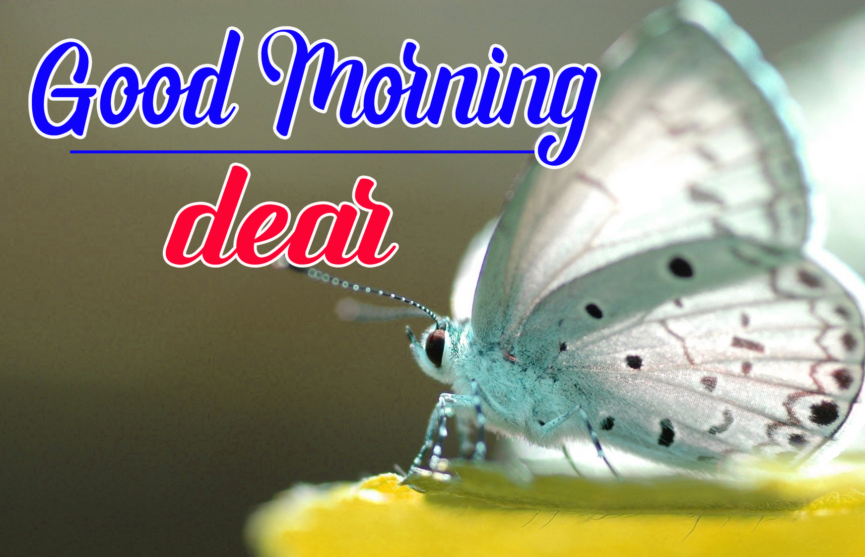 Butterfly Good Morning Images Download 
