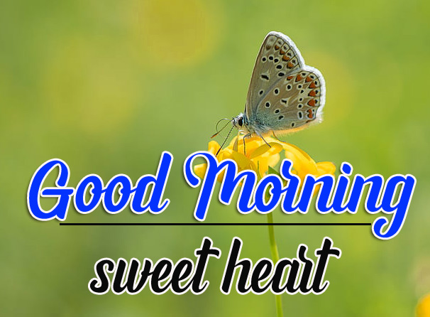 New Free 1080p Good Morning Images Pics Download 
