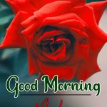 Morning Wishes Images With Red Rose Wallpaper for Whatsapp