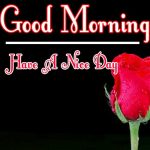 Morning Wishes Images With Red Rose Pics Download for GF