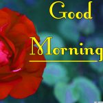 Morning Wishes Images With Red Rose Wallpaper HD Download