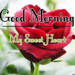 Free Best Morning Wishes Images With Red Rose Pics Download