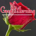 Best Quality Free Morning Wishes Images With Red Rose Pics Download