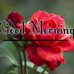 Morning Wishes Images With Red Rose Wallpaper Free Download