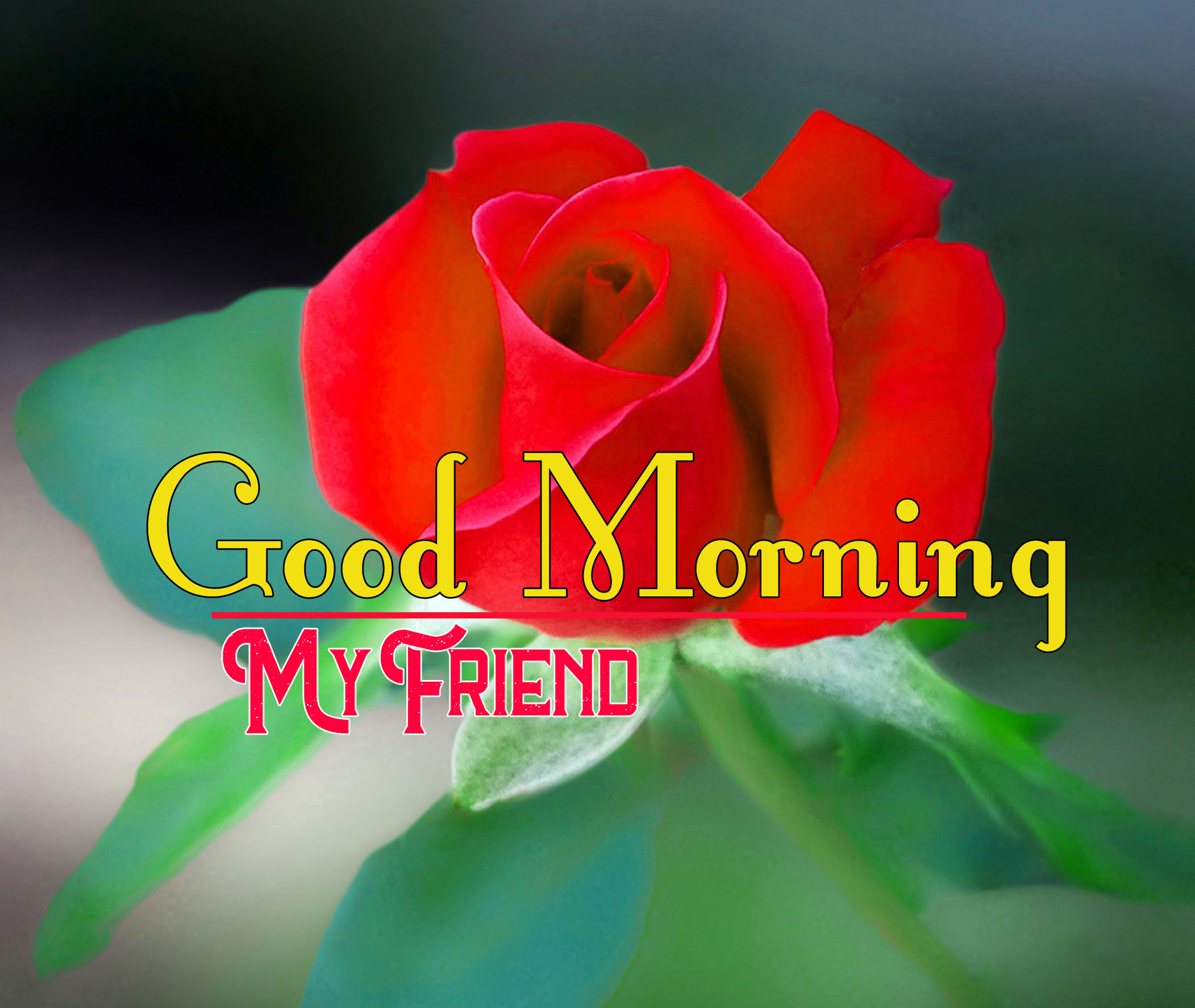 Special Good Morning Wishes Images With Red Rose 
