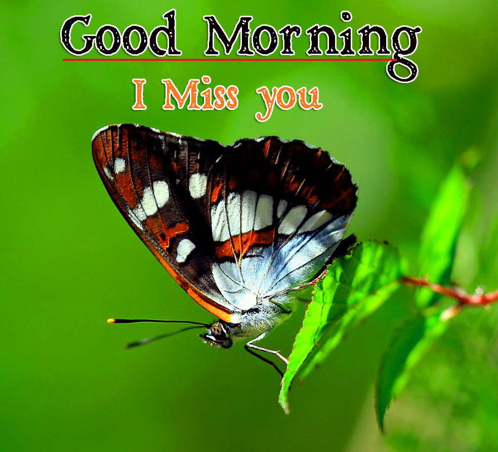 Very Good Morning Images Wallpaper Download Free