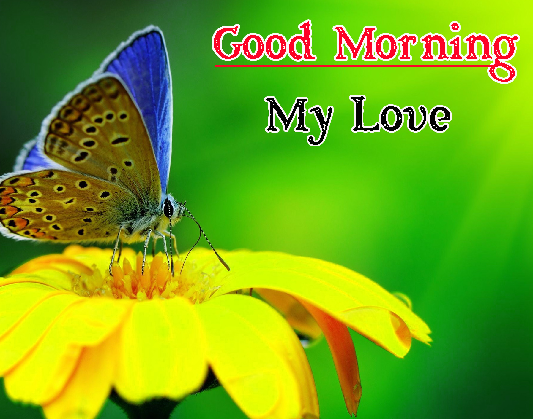 Very Good Morning Images Wallpaper Download 
