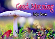 933+ Very Good Morning Images Wallpaper HD {Best Collection}