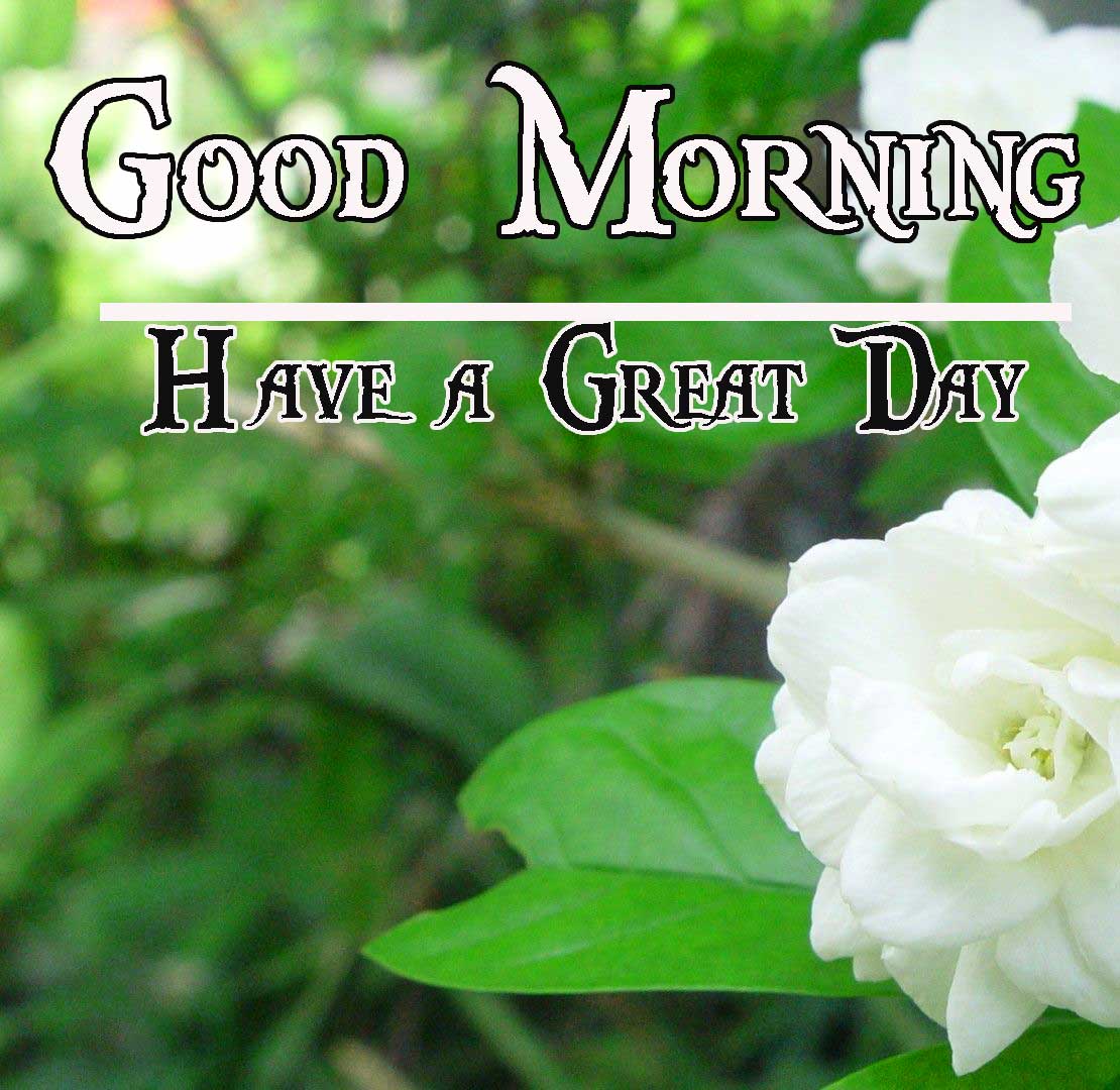 Free Beautiful Flowers Good Morning Wallpaper Download 