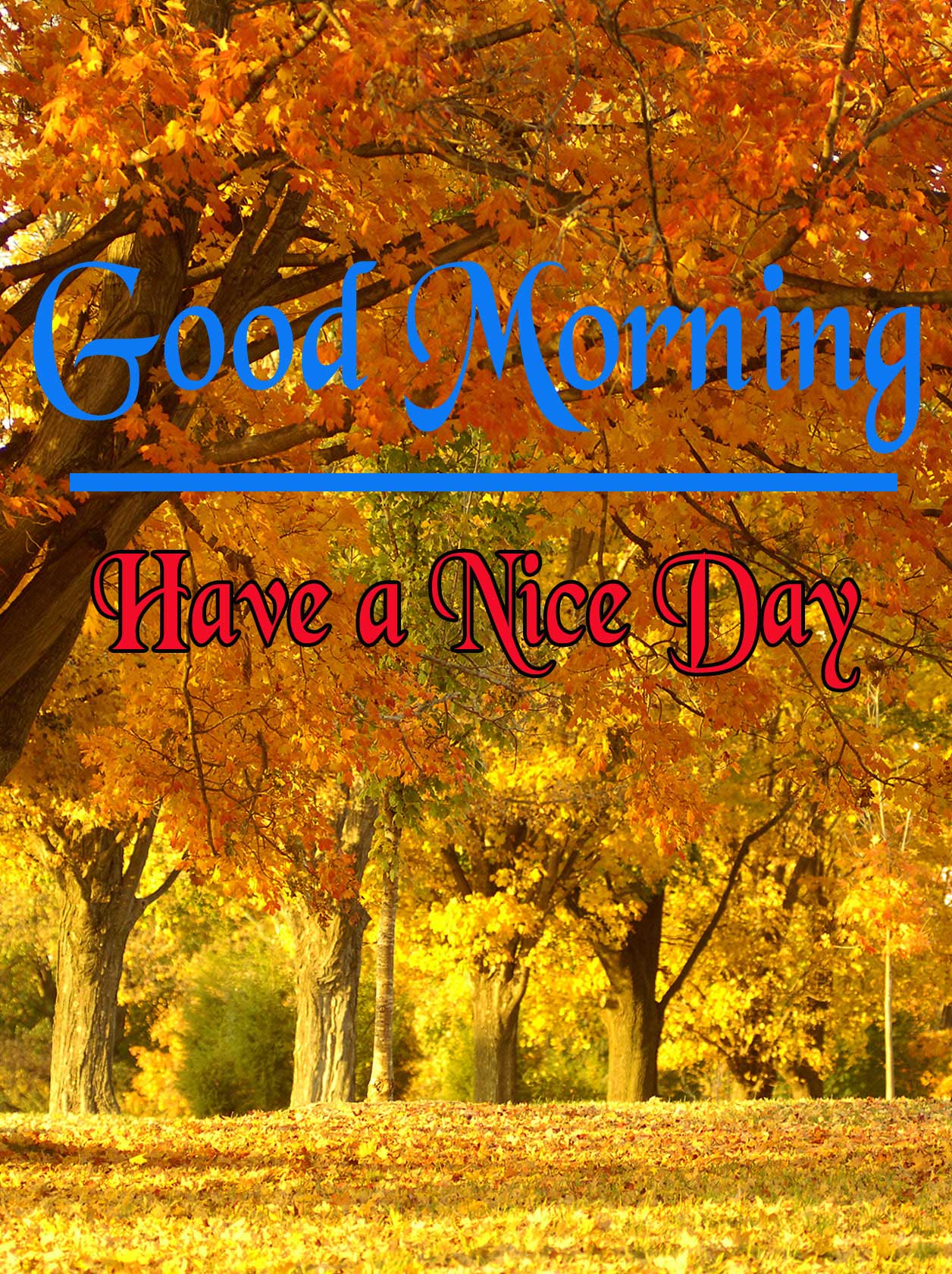 Nature Free Good Morning pics Download 
