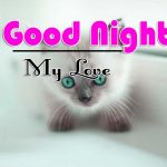 Cat Free Good Night Images Download