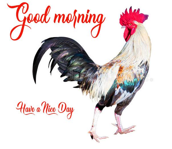 122+ Good Morning Rooster Pictures Photo Images Download
