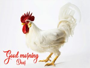 Free Good Morning Rooster Photo for Whatsapp