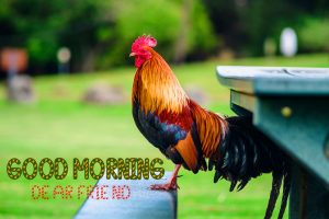 122+ Good Morning Rooster Pictures Photo Images Download