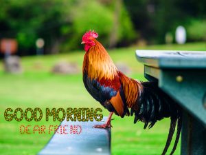 Good Morning Rooster Photo Free
