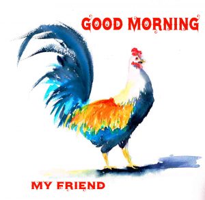 Good Morning Rooster Pics Images New Download
