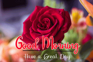 Red Rose Good Morning and Good Luck Wishes Photo Pics Pictures Download