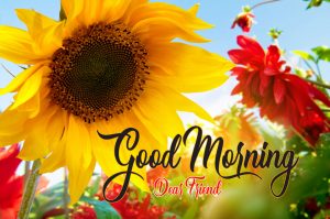 good morning have a nice day Photo Download Free