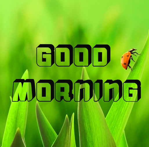 Good Morning Images Pics Download free 