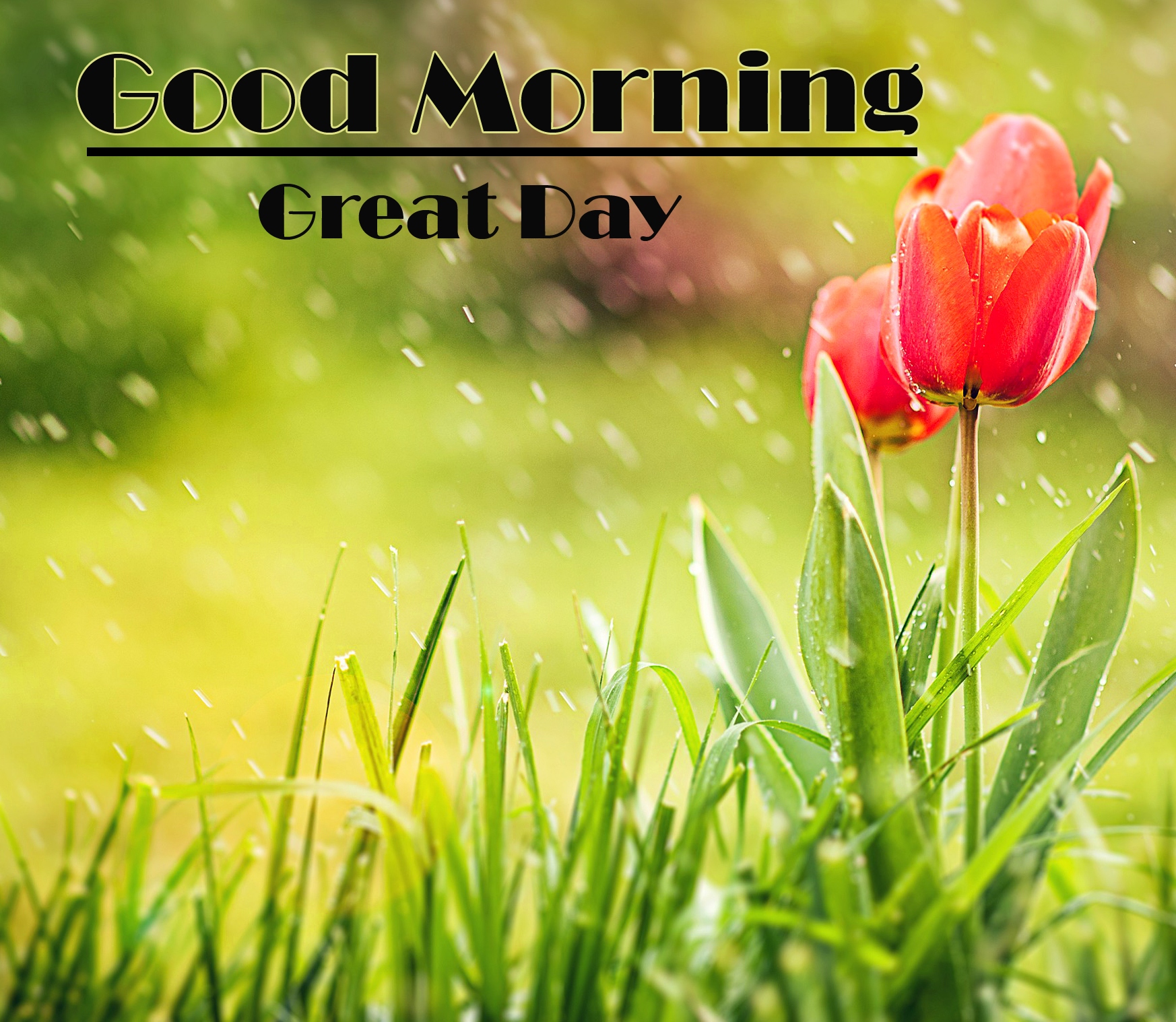 Latest Free Good Morning Images Pics Download 