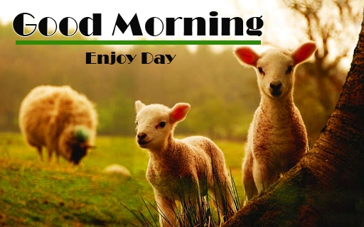 Good Morning Images Pics Wallpaper With Animal Lover 