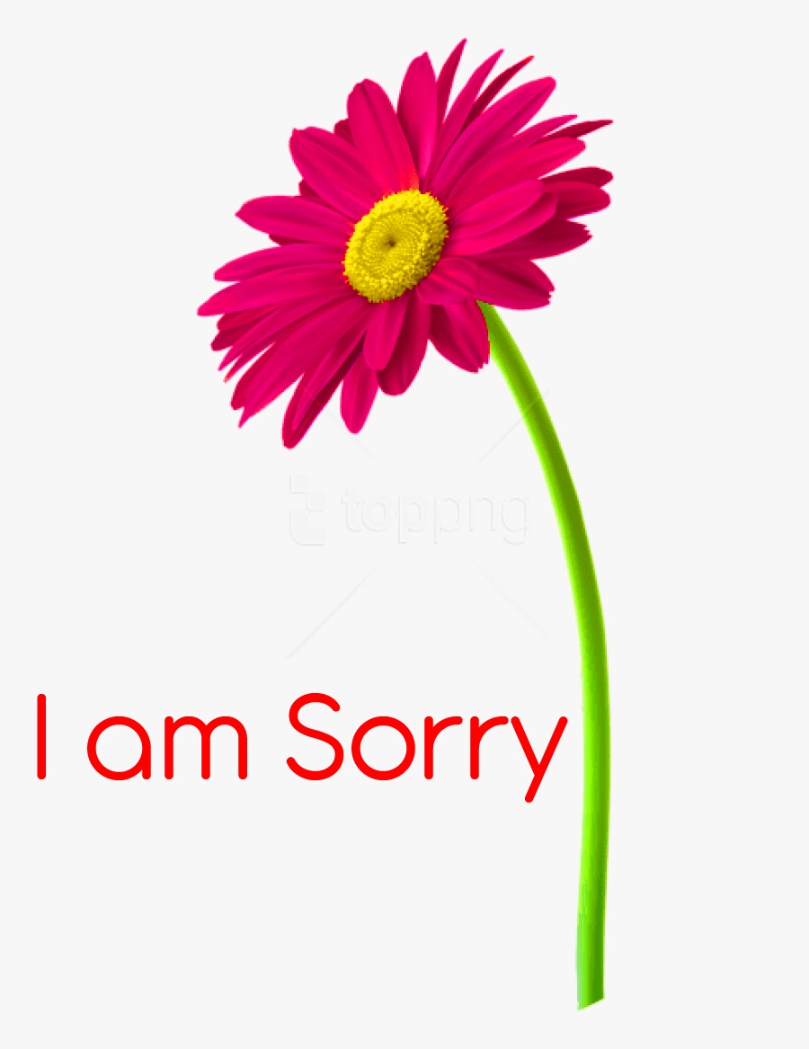 I am Sorry Images Wallpaper Free Download 