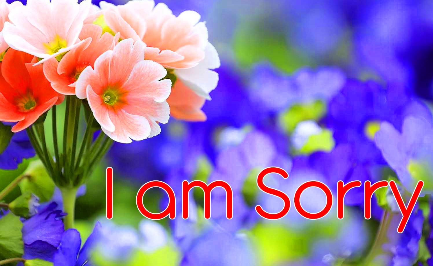 I am Sorry Images Pics photo With Flower 