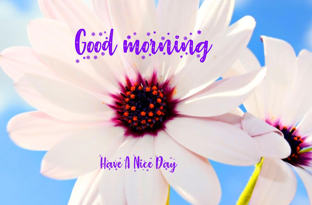 Best Good Morning Wishes Images Download 1