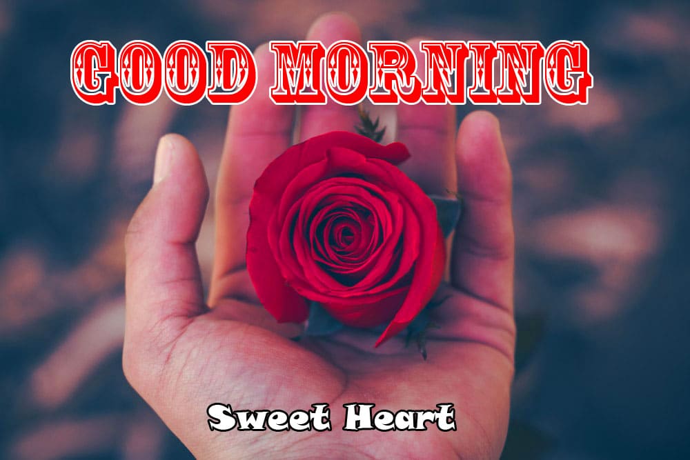 Best HD Good Morning Wishes Images New Download With Rose 1