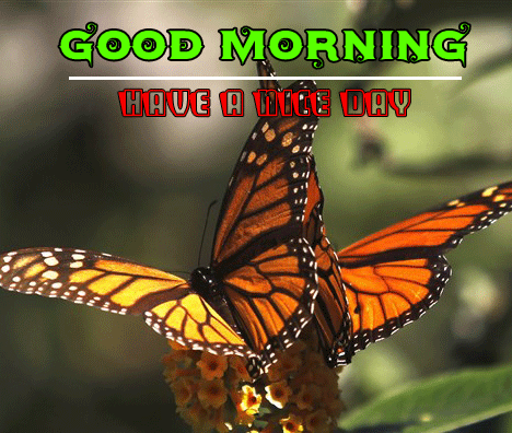 Butterfly Good Morning Pics Download