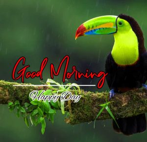 Best Good Morning Images Pics Download