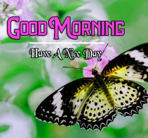Best Good Morning Images Pics Free Download