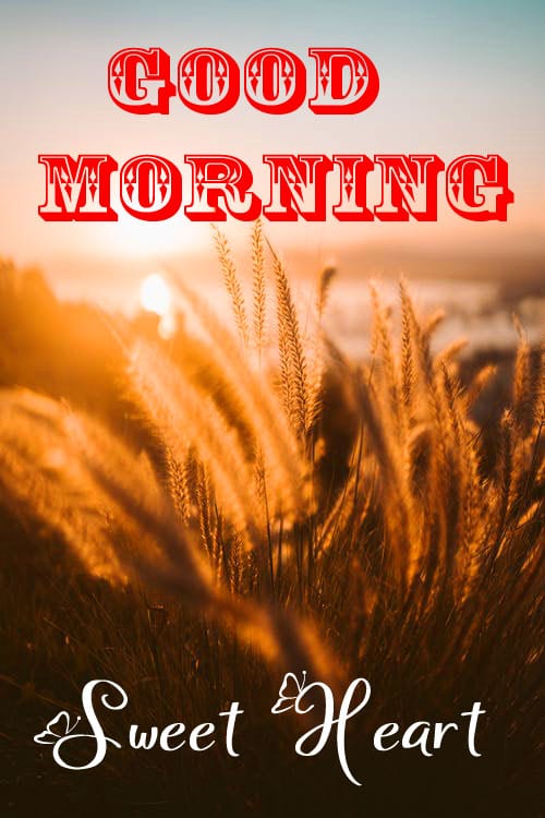 Good Morning Wishes Photo Free Download