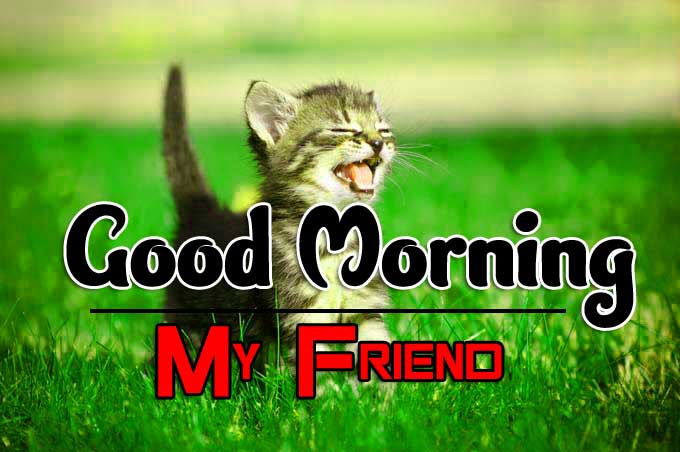 New Latest Funny Good Morning Pics Download