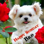 Sunday Good Morning Images Download With Puppy